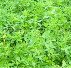 Szarvasi Viktória lucerna - Szentgyörgymag Kft