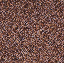 Szarvaskerep - GRAN SANGABRIELLE - Szentgyörgymag Kft