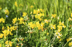 Szarvaskerep vetőmag Baco -Szentgyörgymag Kft