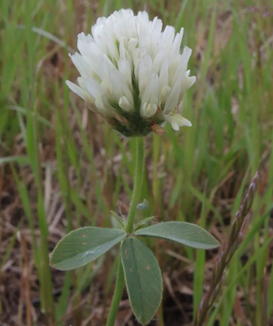 Tabor alexandriai here vetőmag - Szentgyörgymag Kft