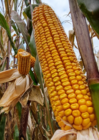 Talabor kukorica - Szentgyörgymag Kft