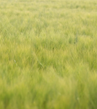 Tasja takarmányárpa - Szentgyörgymag Kft