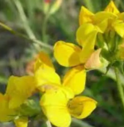 Toro szarvaskerep - Szentgyörgymag Kft