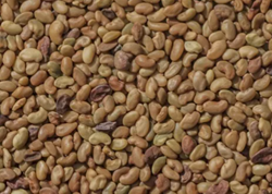 Vanda lucerna vetőmag - Szentgyörgymag Kft