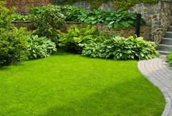 Zöldike fűmag keverék - Szentgyörgymag Kft