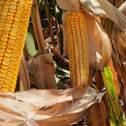 Zombor kukorica - Szentgyörgymag Kft