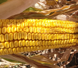 zP 4123 kukorica - Szentgyörgymag Kft