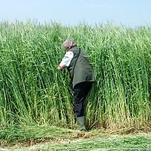 Évelő rozs vetőmag jellemzők