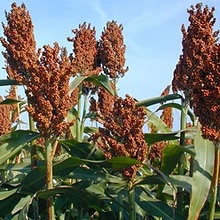 cirok termesztése, cirok növény