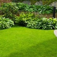 gyorsan kelő fűmag