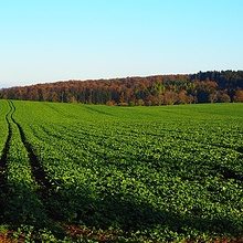 zöldtrágya növények