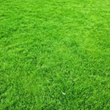 1 kg fűmag hány négyzetméterre elég