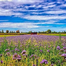 Facélia felhasználása