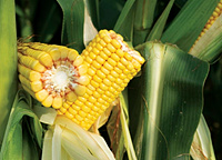 Martonvásári kukorica fajták leírásai