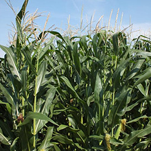 Gabonakutató kukorica fajták leírása