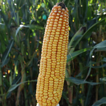 Agromag kukorica fajták leírása